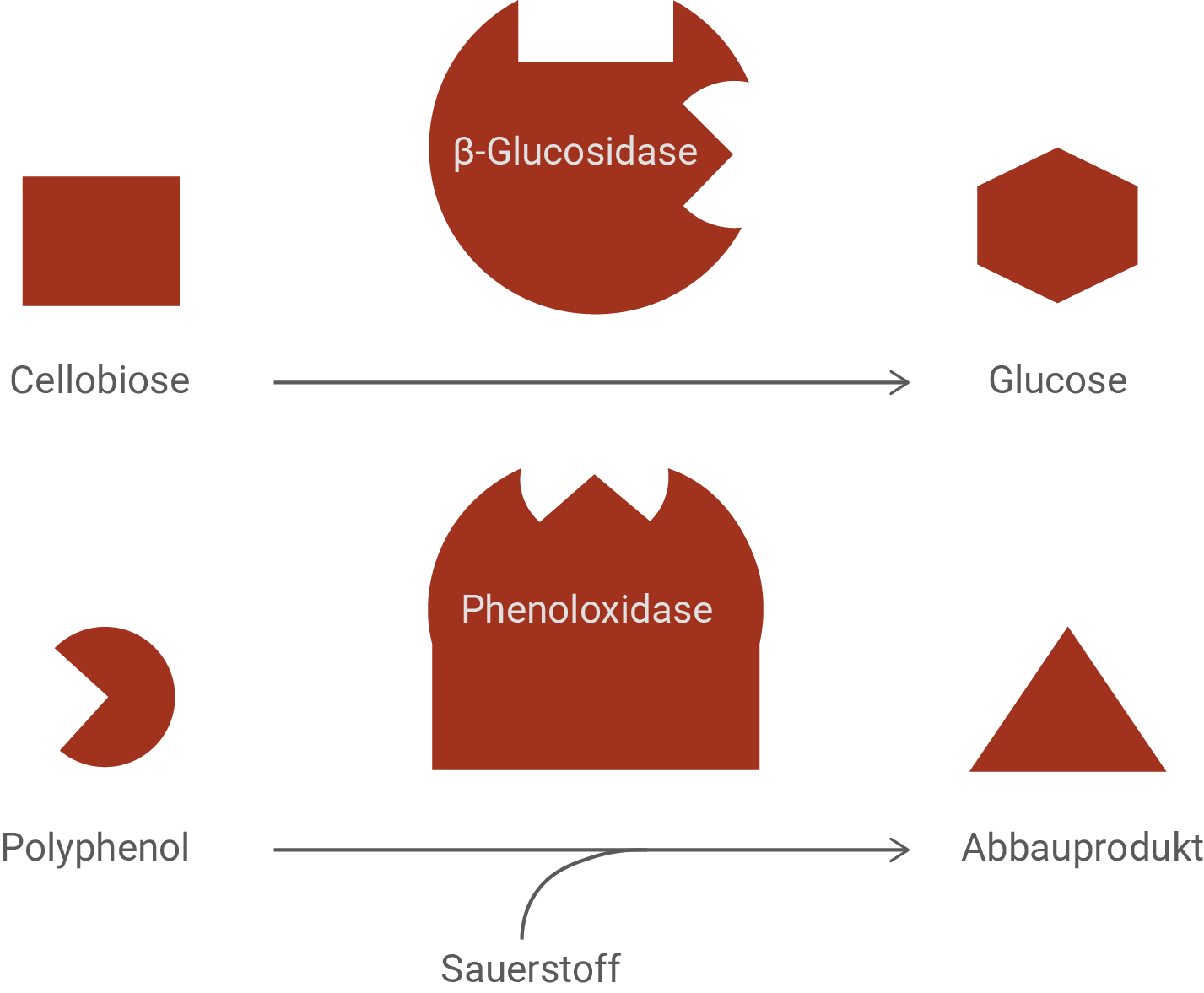 Schematische Darstellung: β‑Glucosidase spaltet Cellobiose zu Glucose; Phenoloxidase wandelt Polyphenol mit Sauerstoff zu Abbauprodukt.